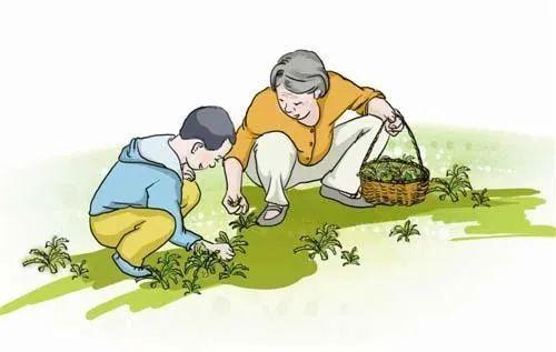 【健康科普】春季尝鲜之田间野菜藏着大“秘密”